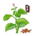 中药手绘插画