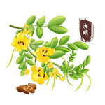 中药手绘插画