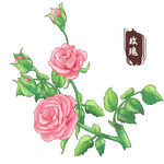 中药手绘插画