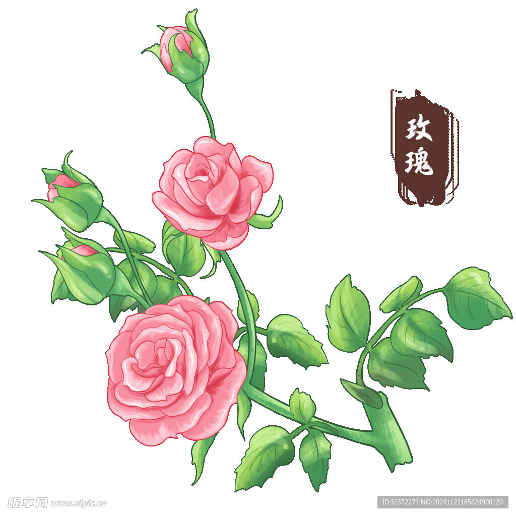 中药手绘插画