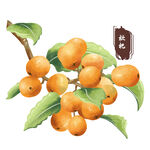中药手绘插画