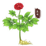 中药手绘插画