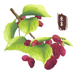 中药手绘插画