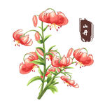 中药手绘插画