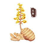 中药手绘插画