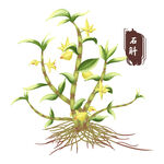 中药手绘插画