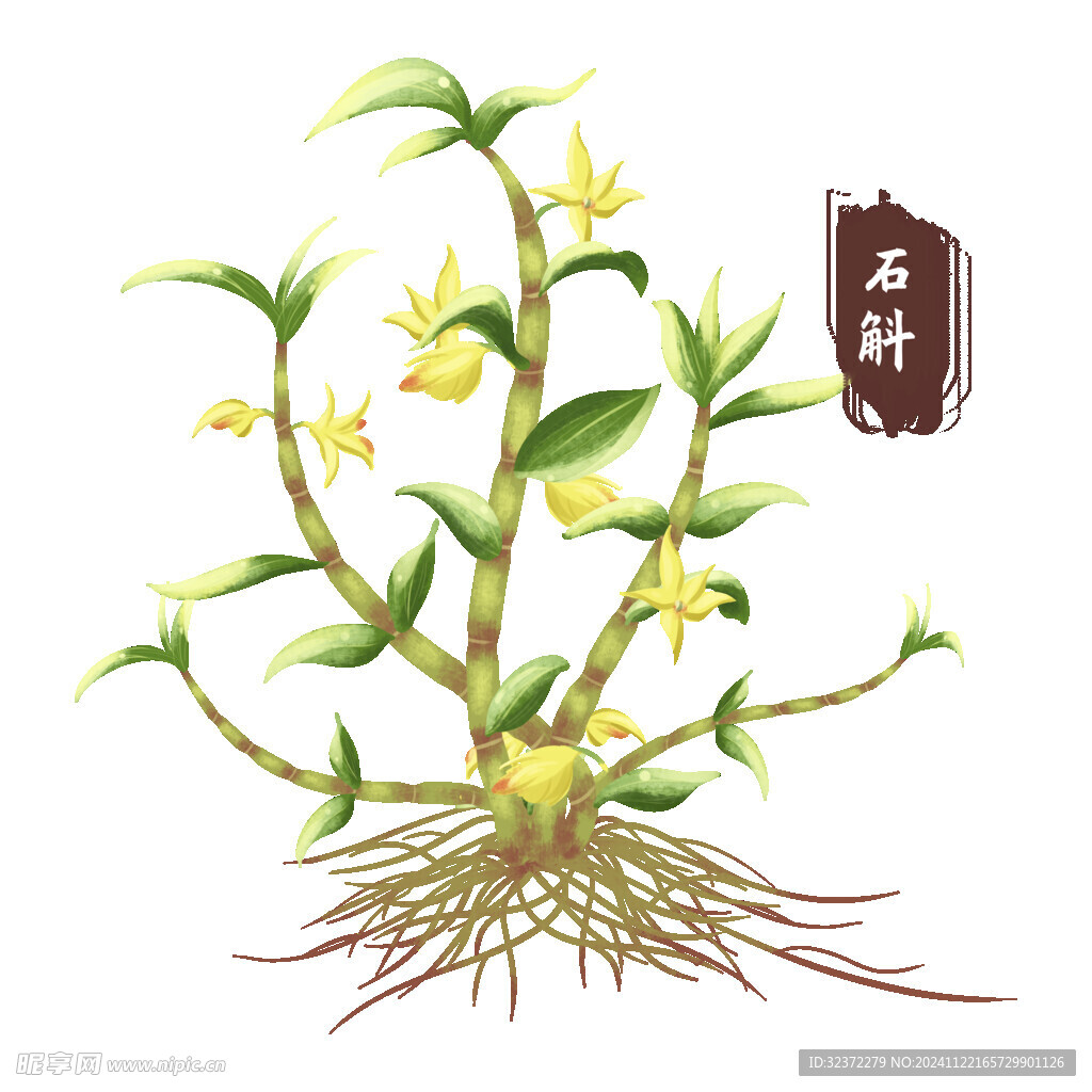 中药手绘插画
