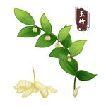 中药手绘插画