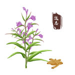 中药手绘插画