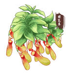 中药手绘插画