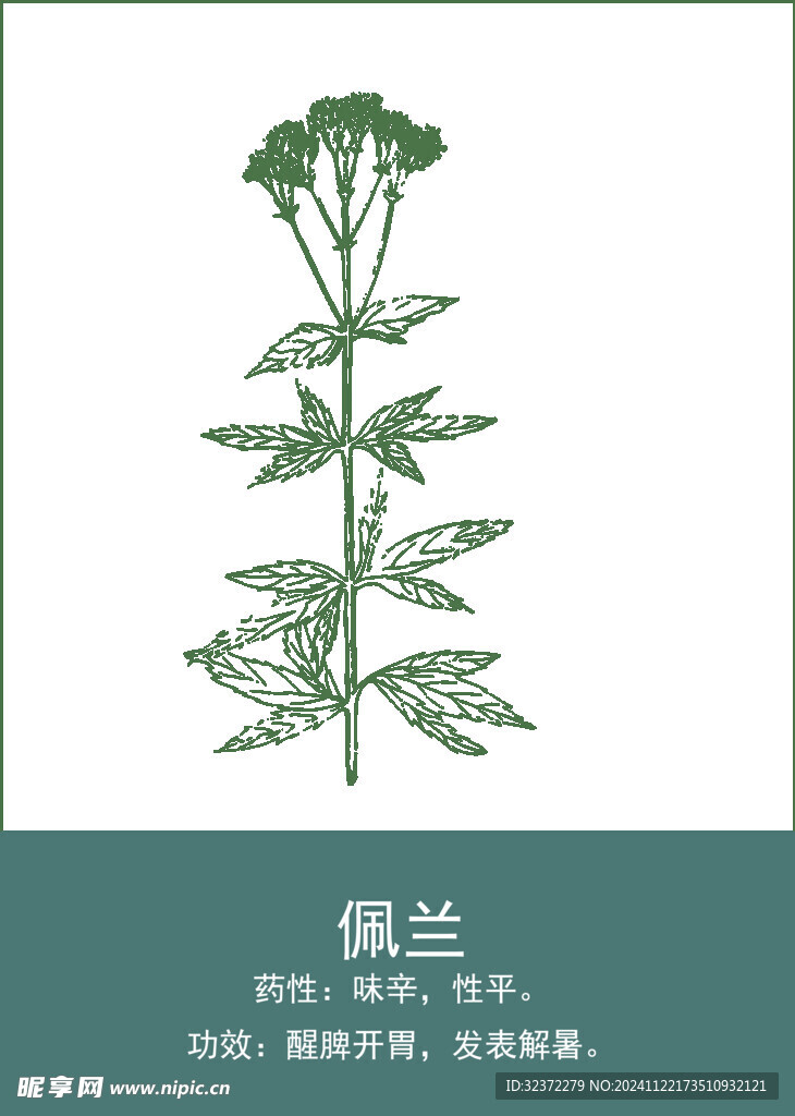 中药手绘插画