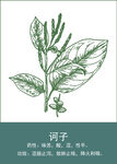 中药手绘插画