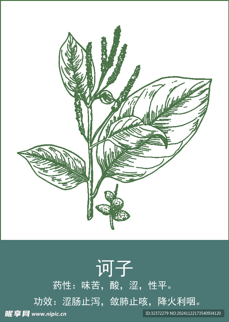 中药手绘插画
