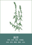中药手绘插画