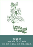 中药手绘插画