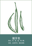 中药手绘插画