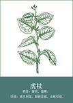 中药手绘插画