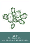 中药手绘插画