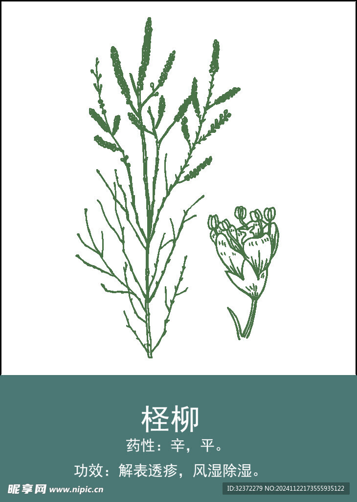 中药手绘插画