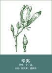 中药手绘插画