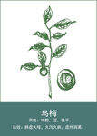 中药手绘插画