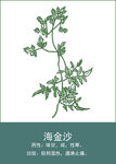 中药手绘插画