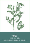 中药手绘插画