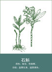 中药手绘插画