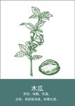中药手绘插画