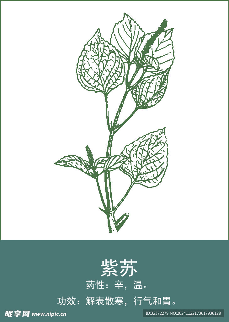 中药手绘插画