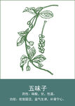 中药手绘插画