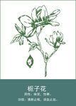 中药手绘插画