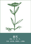 中药手绘插画