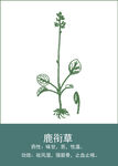 中药手绘插画