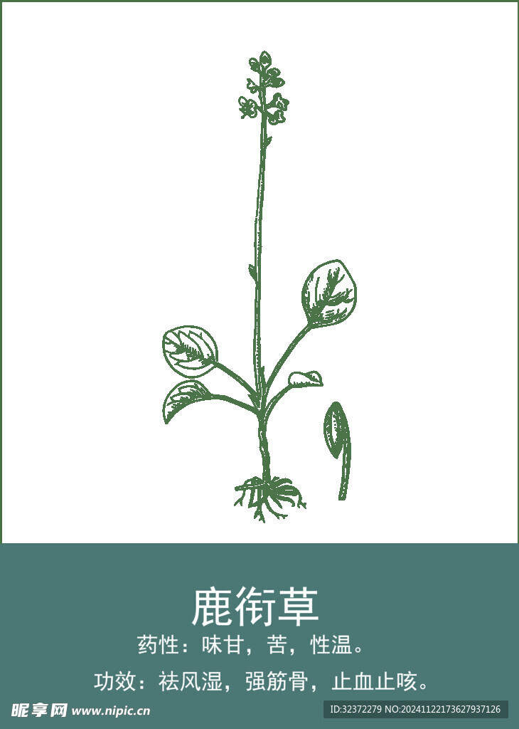 中药手绘插画