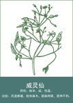 中药手绘插画