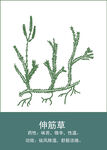 中药手绘插画