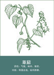 中药手绘插画