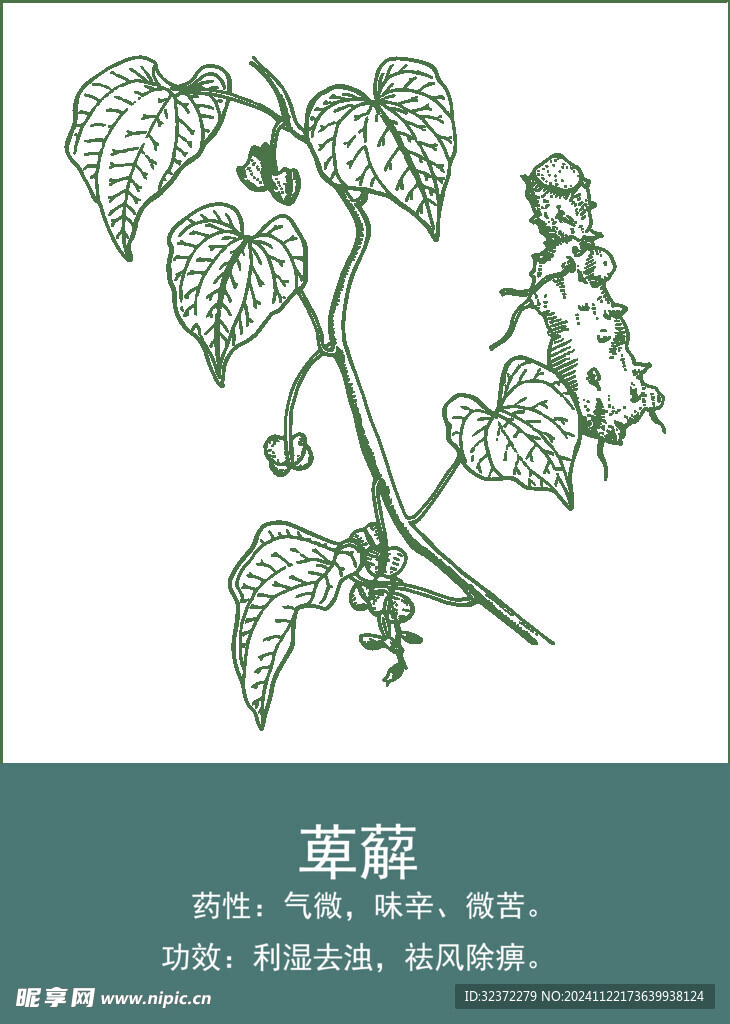 中药手绘插画