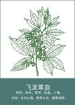 中药手绘插画