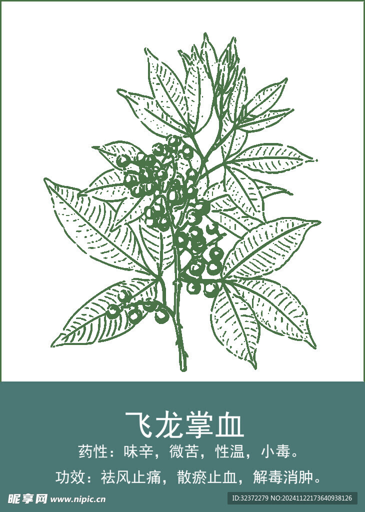 中药手绘插画