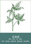 中药手绘插画