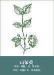 中药手绘插画