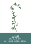 中药手绘插画