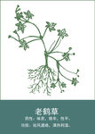 中药手绘插画