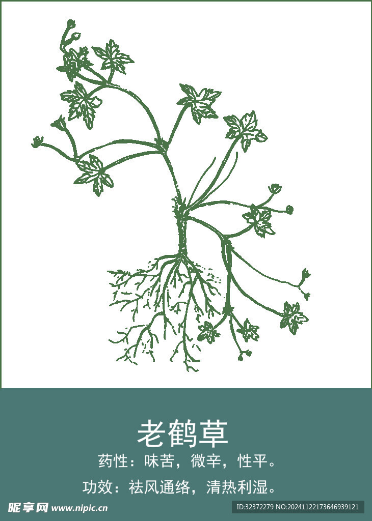 中药手绘插画