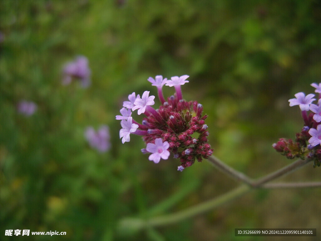 紫色的花 粉色的花 花朵特写