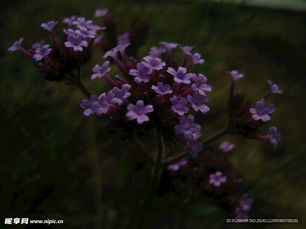 花朵 野花 紫色的花 粉色的花