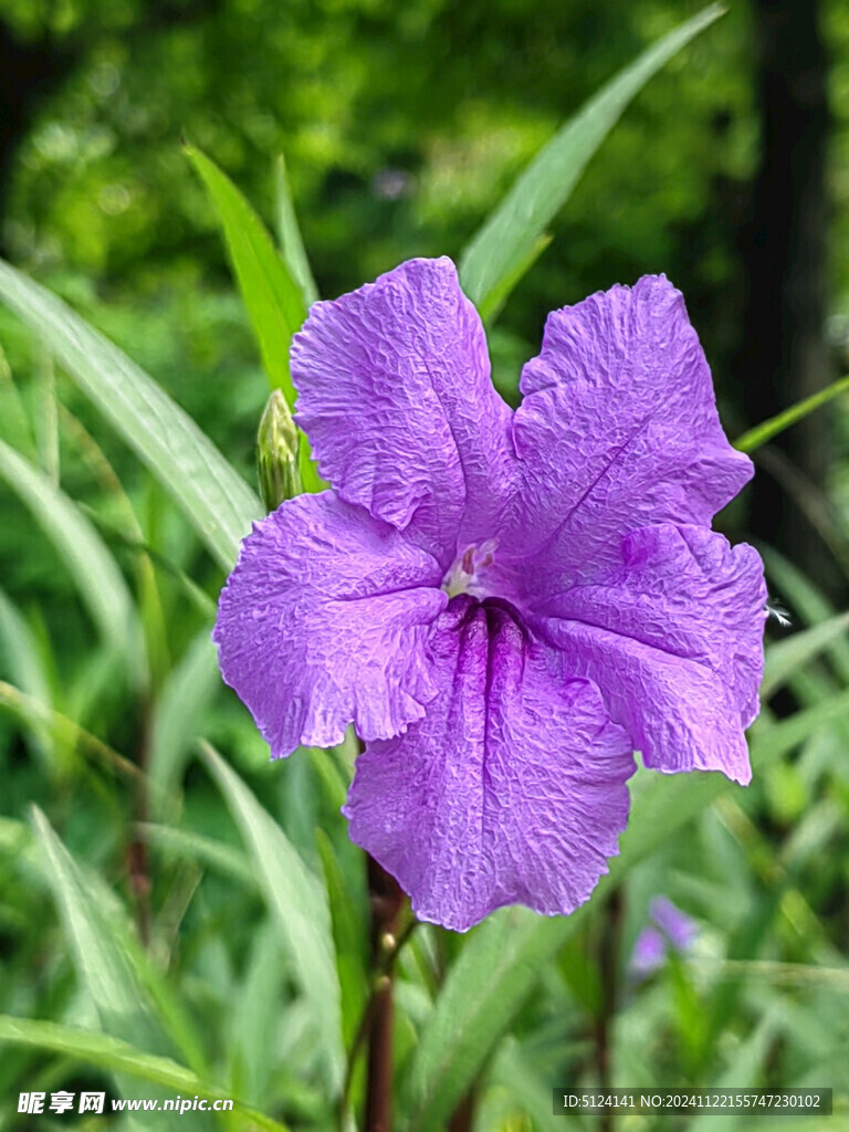 蓝花草