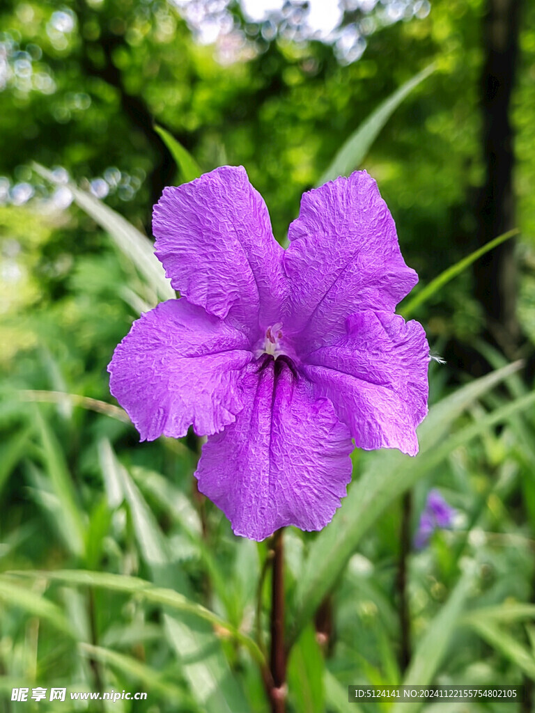 蓝花草